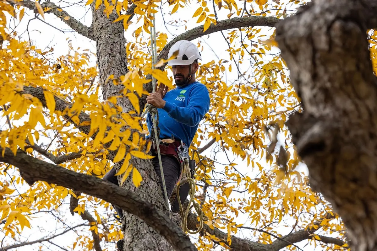 Skilled Tree Pruning crew working in Rockford